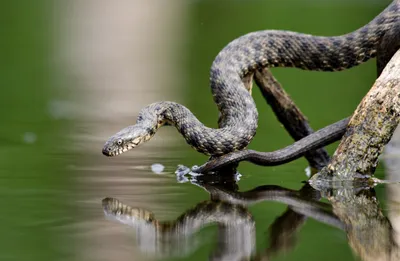 Фото змеи поволжья в формате png со свободной лицензией
