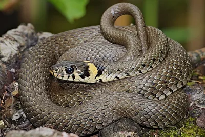 Фотография змеи поволжья в формате jpg для веб-дизайна
