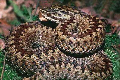 Фото змеи поволжья с возможностью сохранения в png