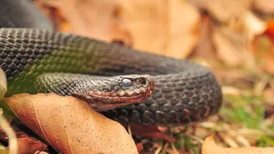 Изображение змеи поволжья с возможностью скачивания в большом разрешении