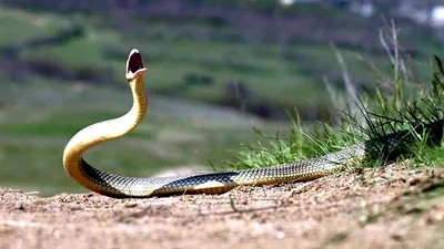 Фотография змеи поволжья для использования в журнале