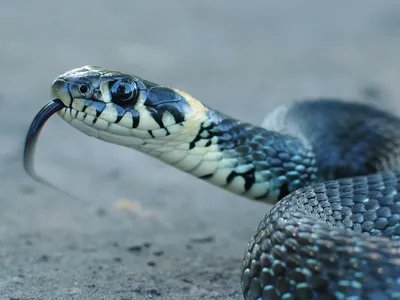 Фото змеи поволжья с возможностью скачивания в оригинальном размере и формате jpg