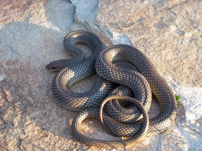 Изображение змеи поволжья для веб-страницы