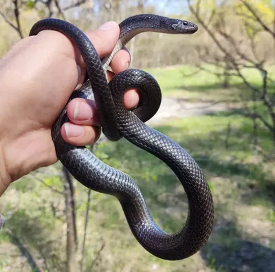 Фото змеи поволжья с возможностью скачивания