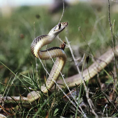 Великолепие змей приморского края на фотографии