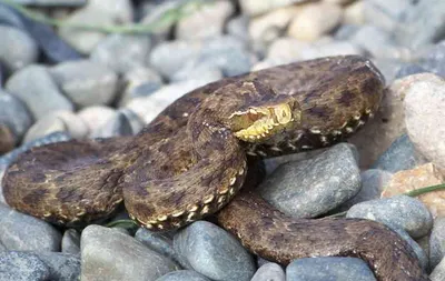 Фото змей приморского края в высоком разрешении