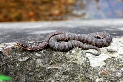 Змеи приморского края: фото, доказывающие их красоту