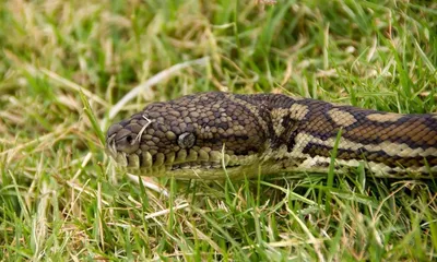 Величественные змеи приморского края на фото
