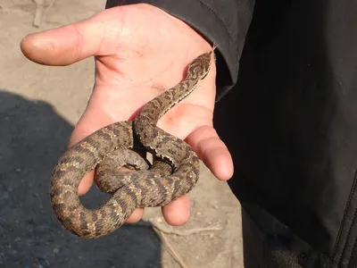Потрясающие фото змей приморского края: насладитесь ими