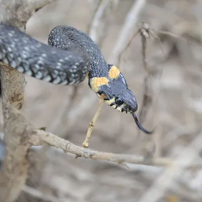 Невероятные змеи приморского края - фотогалерея