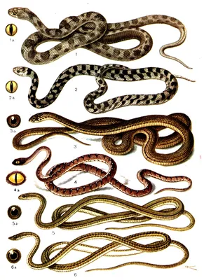 Некоторые из самых потрясающих змей приморского края на фото