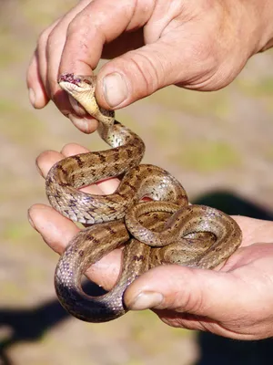 Впечатляющие фото змей приморского края: погрузитесь в мир их красоты
