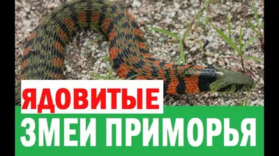 Изящество змей приморского края на фотографии