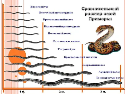 Фотографии змей приморского края: шедевры природы