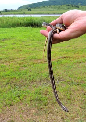Уникальные змеи приморского края на фото
