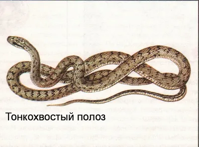 Фотографии змей приморского края: почувствуйте их магию