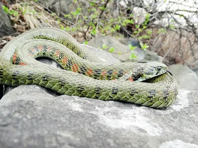 Увидьте красоту змей приморского края на фотографиях