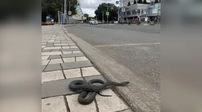 Изображение змеи в самарской области: маленький размер, jpg формат