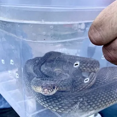 Фото змей в ростовской области: загадочные создания