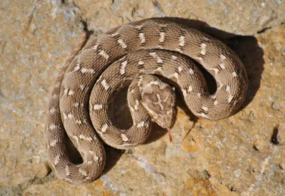 Фото змеи эфа для любителей рептилий