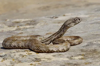 Фотка змеи эфа с захватывающим ракурсом