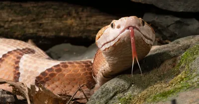 Змея эфа: красивая фотография природы