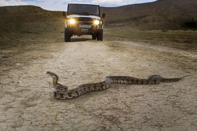 Змея эфа на фото: искусство природы