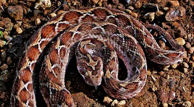 Фото змеи эфа для блестящего обоя