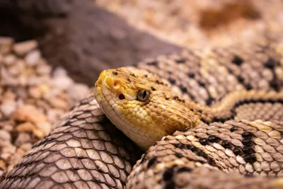 Фотка змеи эфа с впечатляющим контрастом