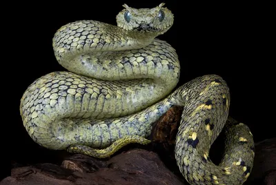 Фото змеи эфа в яркой цветовой палитре