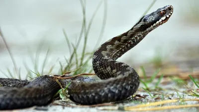 Змея эфа: изображение в глубоком разрешении