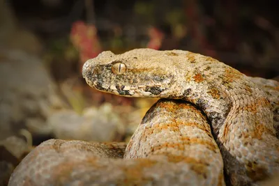 Фото змеи эфа в живописных тонах