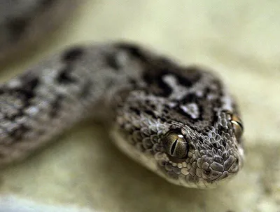 Фото змеи эфа с захватывающей динамикой