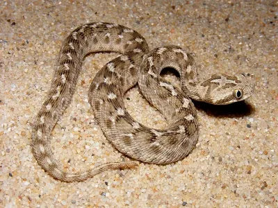 Фотография змеи эфа - продуманный кадр
