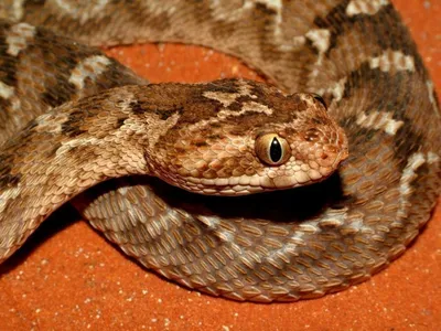 Змея эфа: красочное изображение для скачивания