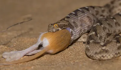 Величественная змея эфа на фото