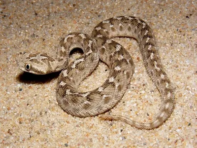 Змея эфа: фото высокого качества