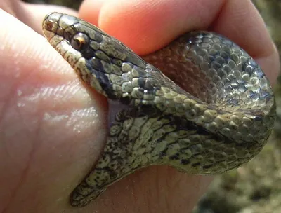 Змея медянка в уникальной фотографии