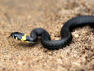 Качественная фотка Змеи медянка в разных размерах
