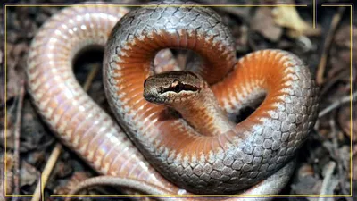Качественная фотка Змеи медянка для загрузки