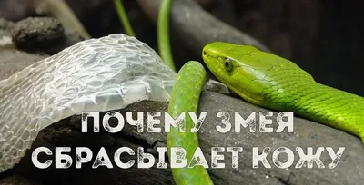 Картинка змеи, проходящей через метаморфоз