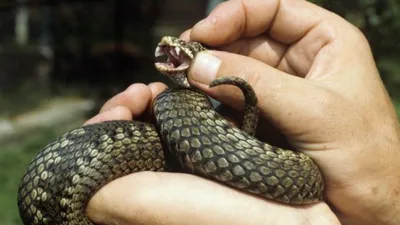 Фотография потрясающей змеи уж в формате jpg