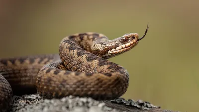 Изображение красивой змеи уж в формате webp