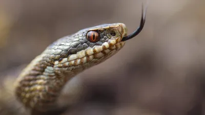 Змея  фото