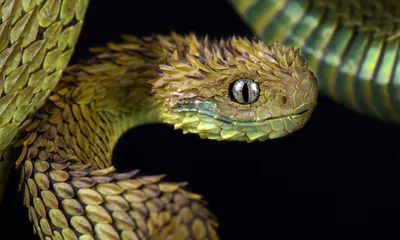 Фотка змеи, формат jpg