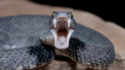 Изображение змеи, размер средний, формат webp