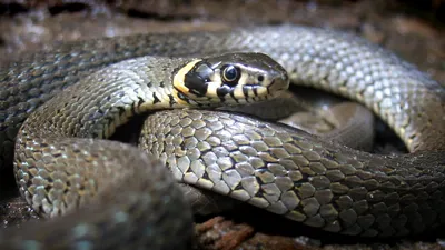 Фото змеи, размер средний, формат webp