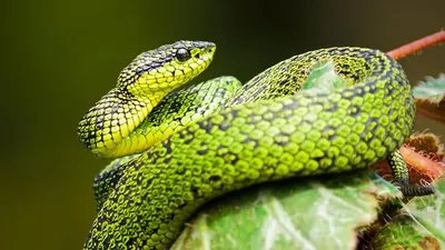 Фотка змеи, формат jpg