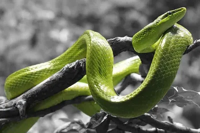 Изображение змеи, формат png