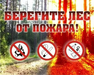 Знаки охраны леса: архитектура природы в фокусе